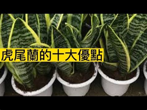 虎尾蘭风水|虎尾蘭風水擺放禁忌：避厄運，這些地方別擺放！ 